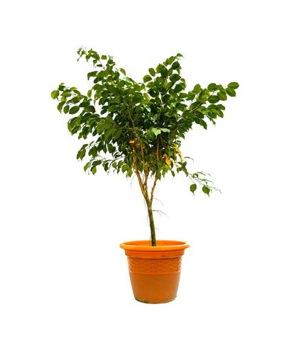 Ficus Benjamin Verigated 