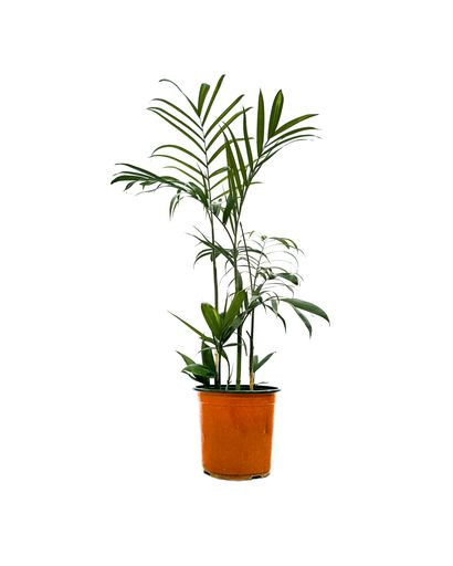 Bamboo Palm