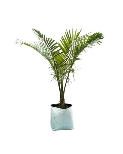 Rexona Palm