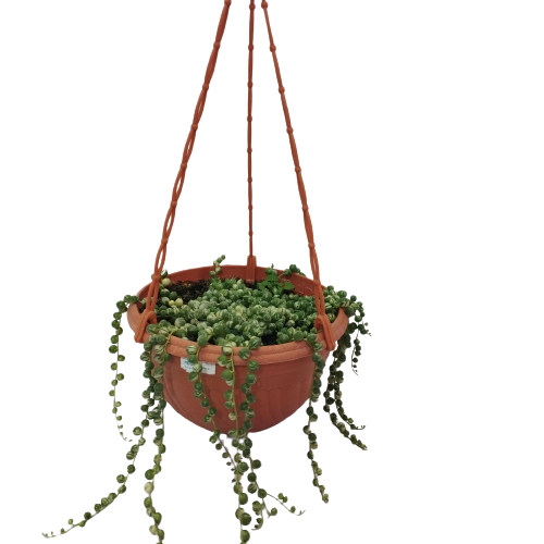 Hanging String of Pearls Variegated 