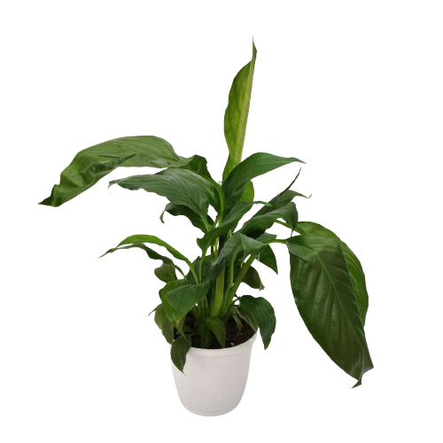 Spathiphyllum Peace Lily 