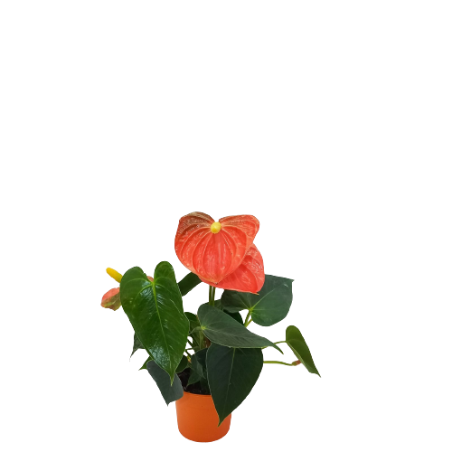 Anthurium Orange Champion