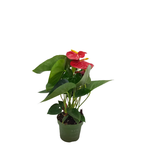 Anthurium Royal champion