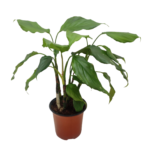 In-house peace lily