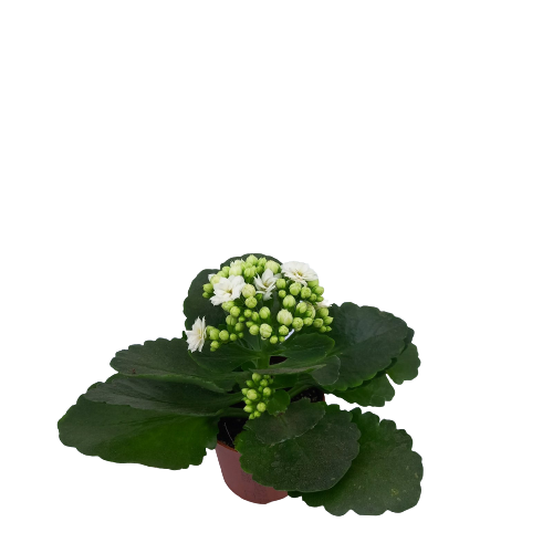 Kalanchoe 