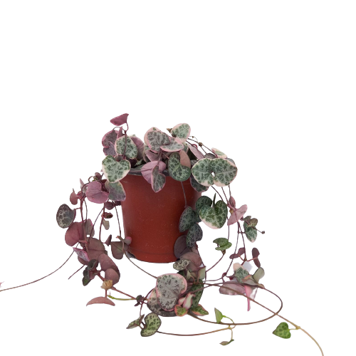 String Of Heart Variegated