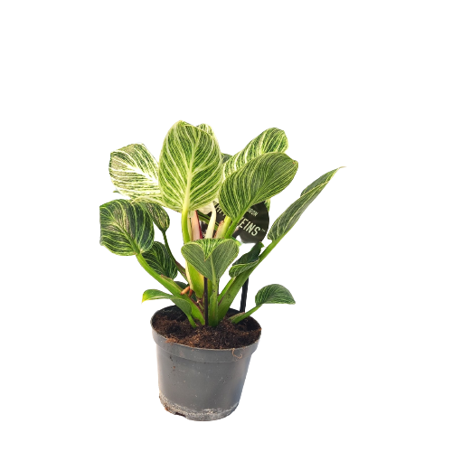 Philodendron White Measure